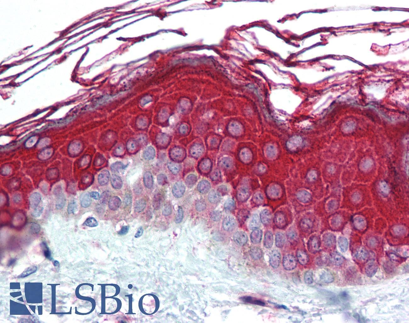 IHC-plus™ ALAS1 Antibody (aa480-530)