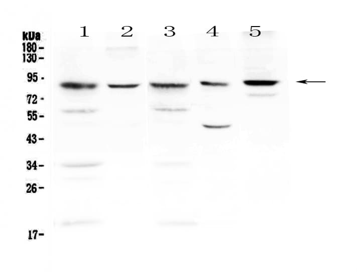 NOX4 Antibody