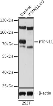 PTPN11 / SHP-2 / NS1 Antibody