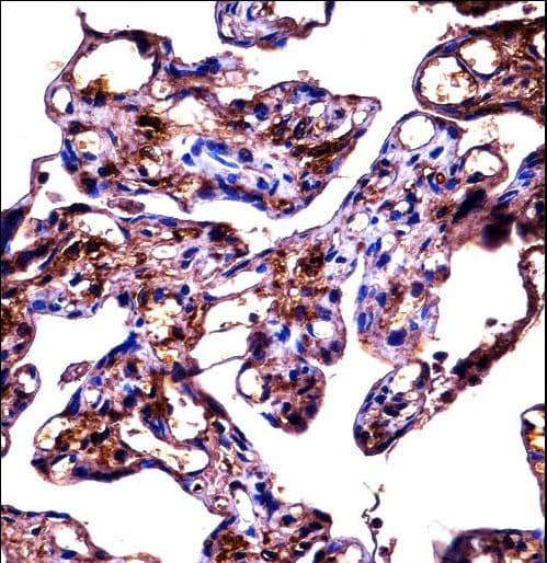 FBLN1 / Fibulin 1 Antibody (aa622-650)