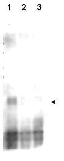 Yeast Mer2 Antibody (phospho-Ser30)