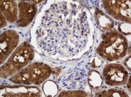 Selenium Binding Protein 1 Antibody (clone OTI3D2)