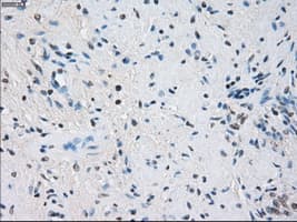 GBP2 Antibody (clone OTI1G1)