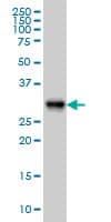 ARL6IP4 Antibody (clone 5E5)