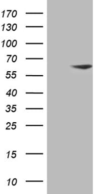 ZNF213 Antibody (aa1-292, clone OTI1H9)
