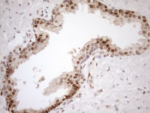 MGMT Antibody (clone OTI4F9)