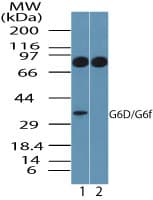 LY6G6F Antibody (aa50-100)