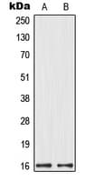 MRPL14 Antibody (C-Terminus)