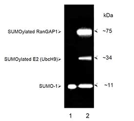 SUMO1 / SMT3 Antibody (C-Terminus)