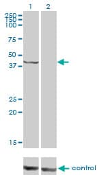Monoclonal Mouse anti-Human PSMC6 Antibody (clone 2C4, IF, WB)