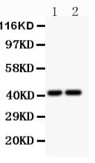 CXCR3 Antibody (aa1-368)