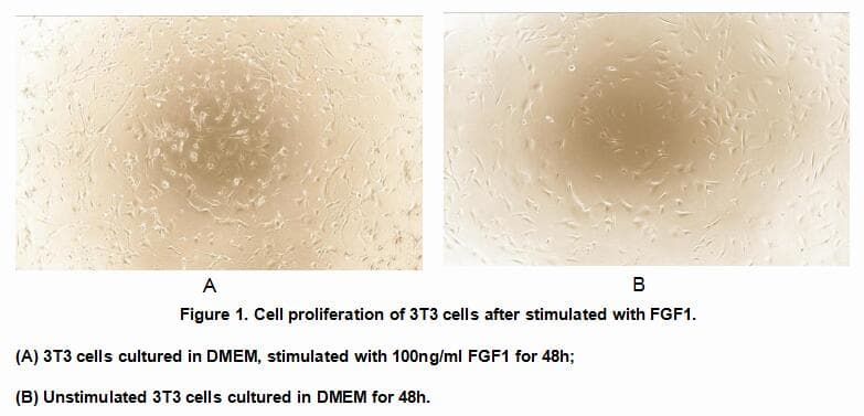 Human FGF1 / Acidic FGF Protein (Recombinant His-GST, N-terminus)