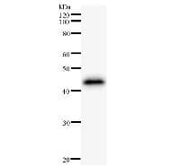 ZNF384 Antibody (clone 3545C5a)