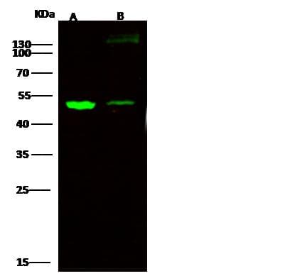CDH1 / E Cadherin Antibody (Preservative Free)