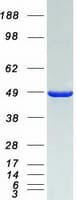 Human NCF1 / p47phox / p47 phox Protein (Recombinant Myc-DDK (Flag))