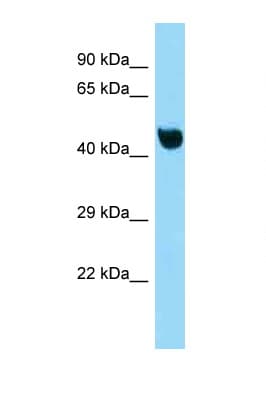 NFKBIL1 Antibody (C-Terminus)