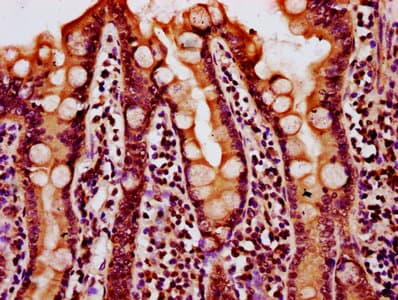 HIST1H4I Antibody