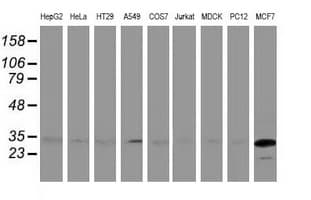 BIN3 Antibody (clone OTI5E3)