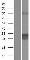 DNAJC4 Protein (Over-Expression Lysate Myc-DDK (Flag))