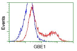Monoclonal Mouse anti-Human GBE1 Antibody (clone OTI1D11, IHC, IF, WB)