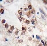 KLF4 Antibody (aa69-101)