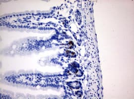 IdU / Iododeoxyuridine Antibody (clone 7C9)