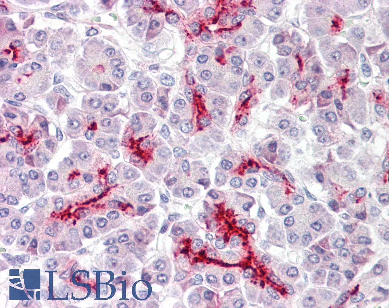 IHC-plus™ Polyclonal Rabbit anti-Human CDX2 Antibody (aa1-60, IHC, WB)
