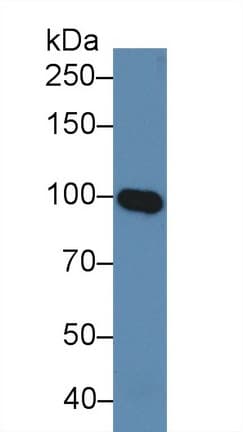 MAG Antibody (aa328-514, Biotin)