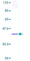 Human SPTLC1 / HSN1 Protein (Recombinant GST)