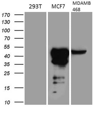GATA3 Antibody (aa155-443, clone OTI8H4)