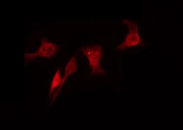 RAD18 Antibody