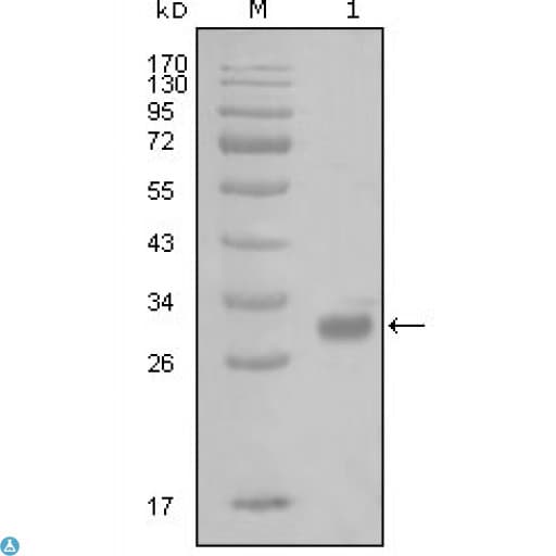 F2R / Thrombin Receptor / PAR1 Antibody