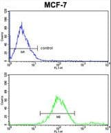 GABARAPL2 / ATG8 Antibody