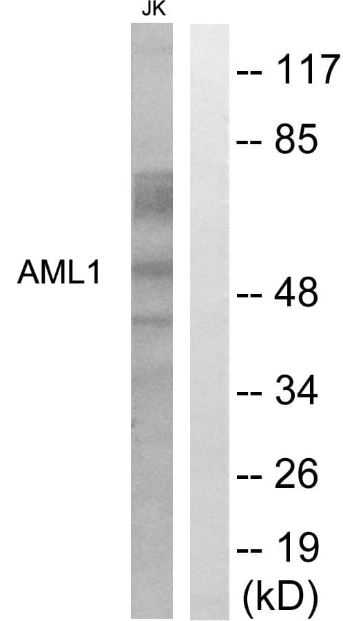 IHC-plus™ Polyclonal Rabbit anti-Human AML1 / RUNX1 Antibody (aa242-291, IHC, WB)