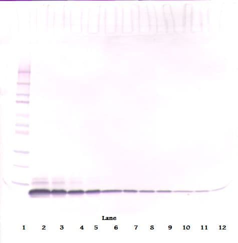 EGF Antibody