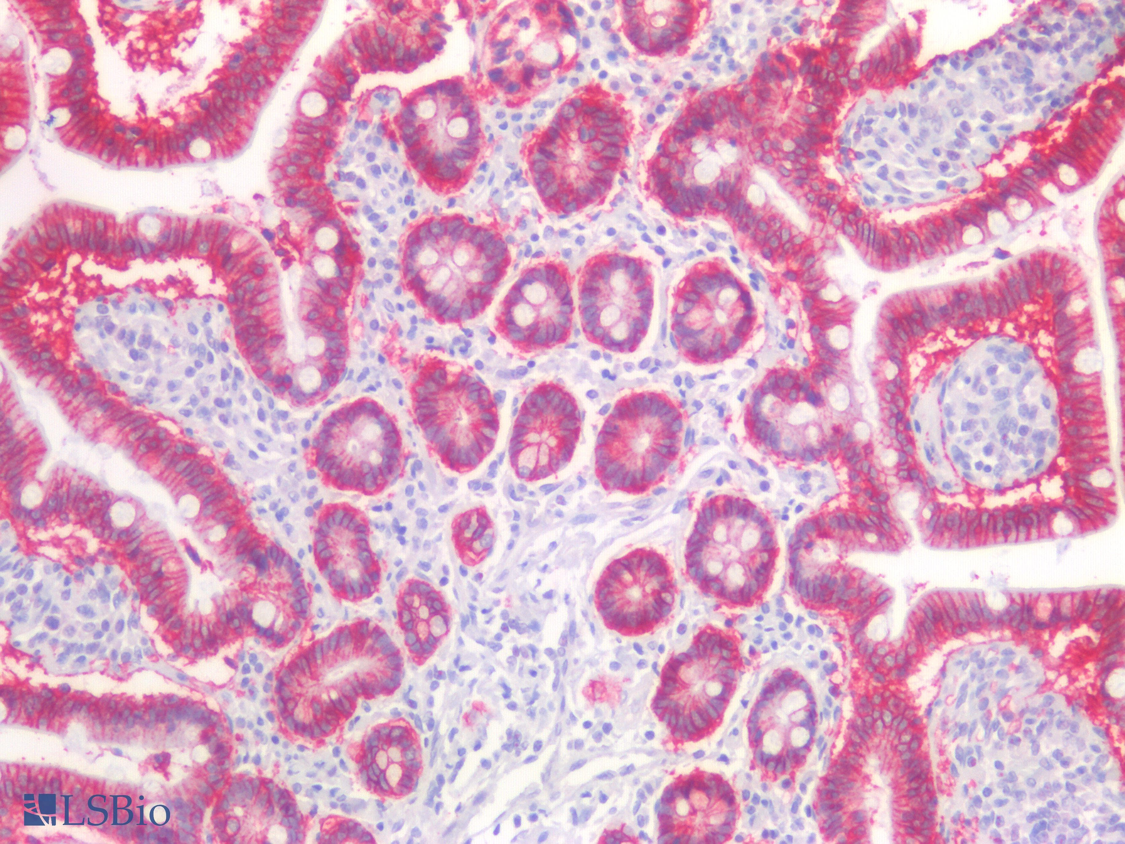 PathPlus™ EPCAM Antibody