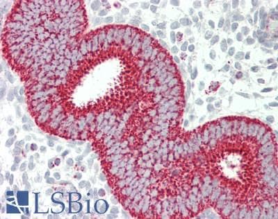 IHC-plus™ TSPO / PBR Antibody