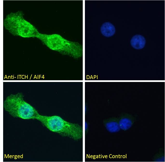Polyclonal Goat anti-Human ITCH / AIP4 Antibody (aa714-726, IF, WB)