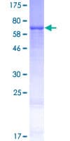 Human ZNF713 Protein (Recombinant GST)