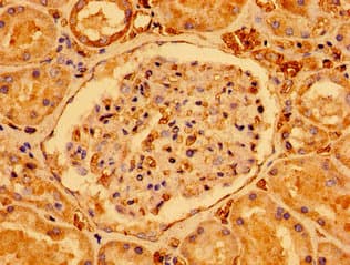 SDHAF1 Antibody