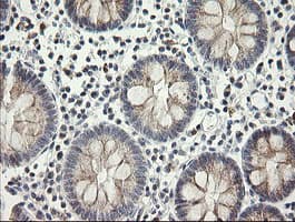 MRPS34 Antibody (clone OTI4B9)