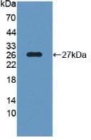 SNAP25 Antibody