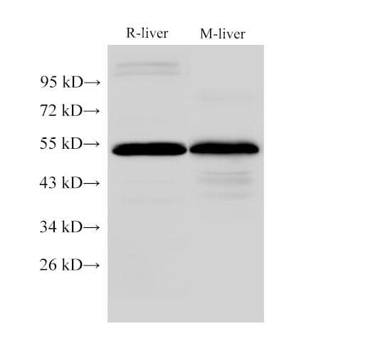 FGG / Fibrinogen Gamma Antibody