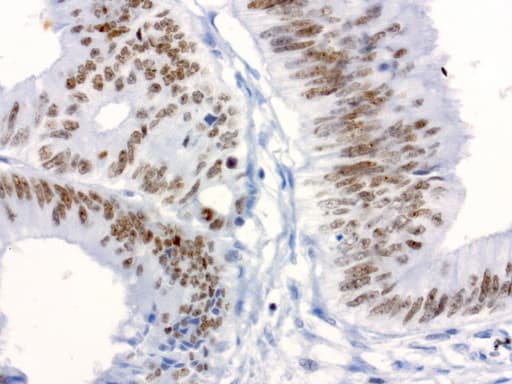 XRCC1 Antibody (clone UMAB40)