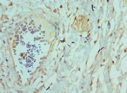 TNFSF12 / TWEAK Antibody (aa42-123)
