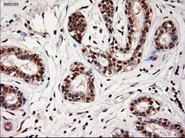 NTF4 / Neurotrophin 4 Antibody (clone OTI2E8)