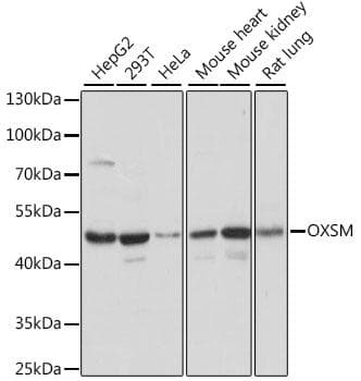 OXSM / KS Antibody