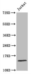 HIST1H3A Antibody