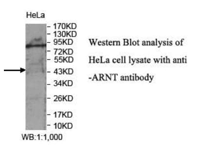 ARNT / HIF-1-Beta Antibody (aa125-296)