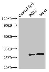 PGLS / 6PGL Antibody